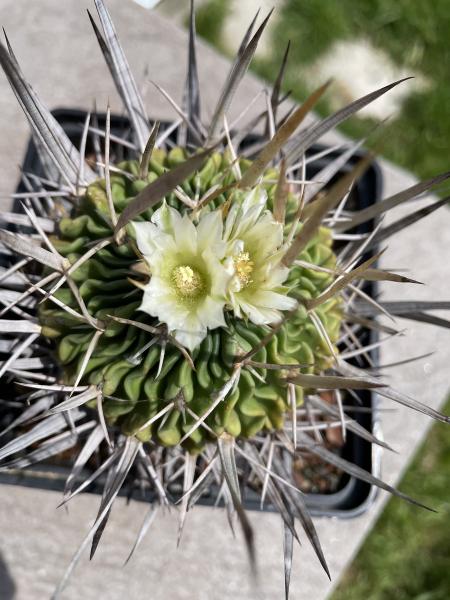 Stenocactus crispatus